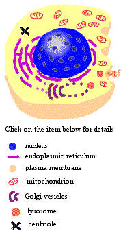 Animal Cell