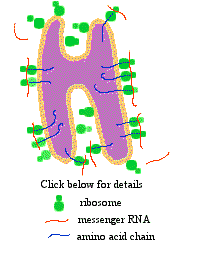 Rough Endoplasmic Reticulum