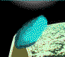 Bacteria