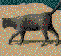 Mammals