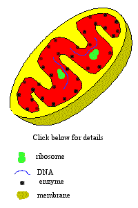 Mitochondrion