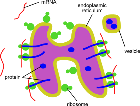 Education Chart Biology Endoplasmic Reticulum Diagram: стоковая векторная  графика (без лицензионных платежей), 1057812947 | Shutterstock